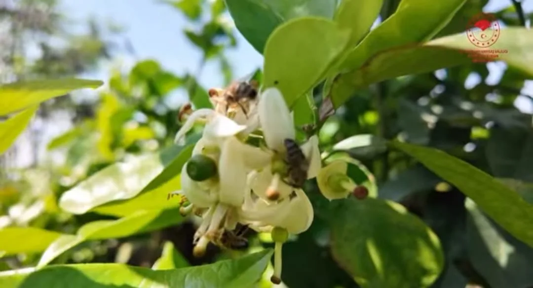 Andırın'da Mandalina Bahçelerinde "Doğa Dostu" Seferberlik Başladı!