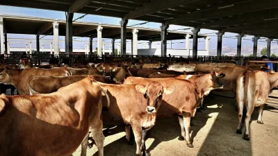 Kahramanmaraş Büyükşehir Belediyesi, yaklaşan Kurban Bayramı öncesi kritik bir duyuru