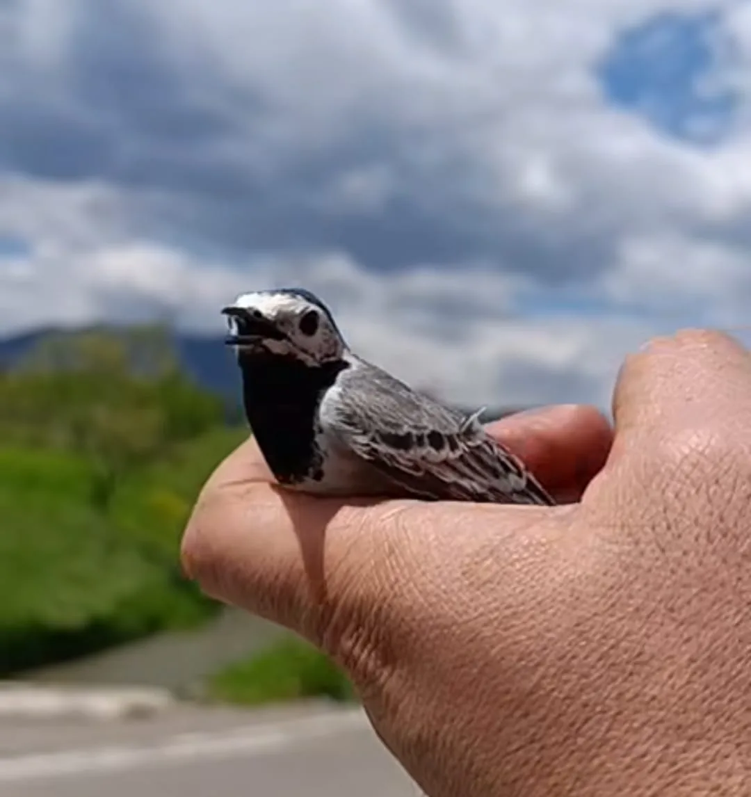 Önce Dinlendi, Sonra Kanat Çırptı: Davetsiz Misafirin Özgürlüğe Yolculuğu!