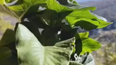 Andırın’ın Şifa Kaynağı "Tirşik" Doğada Boy Gösterdi..