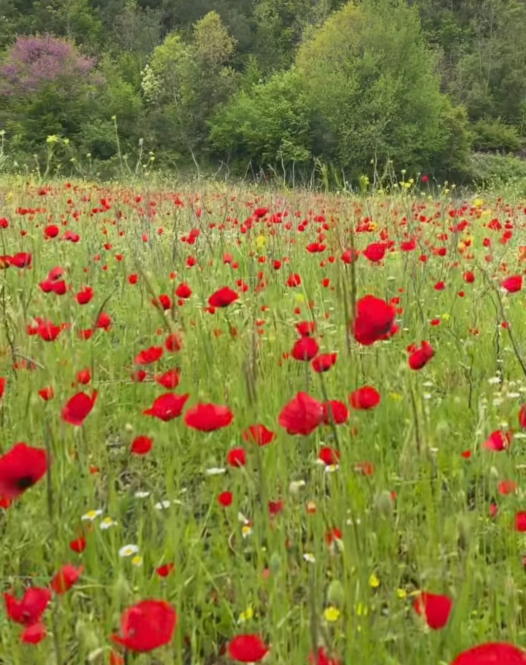 Gelincikler Tablo Gibi Görüntüler Oluşturdu Gelincikler Tablo Gibi Görüntüler Oluşturdu