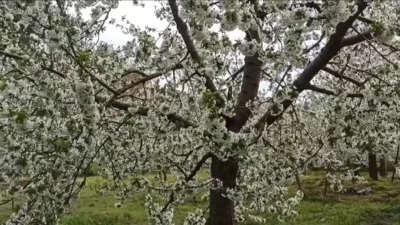  Kahramanmaraş’ın Andırın ilçesinde yetişen ve kalitesiyle dünyaya nam salan