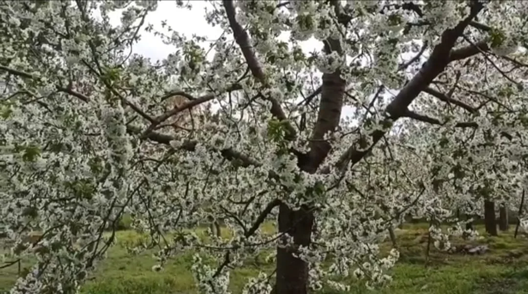  Kahramanmaraş’ın Andırın ilçesinde yetişen ve kalitesiyle dünyaya nam salan