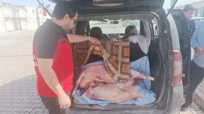 Kahramanmaraş’ta Kaçak ve Uygunsuz Et Operasyonu: Tonlarca Karkas Et İmha