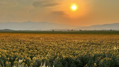 Kahramanmaraş'ta tarım arazilerinde açan ayçiçekleri fotoğraf sanatçıların gözdesi oldu. 