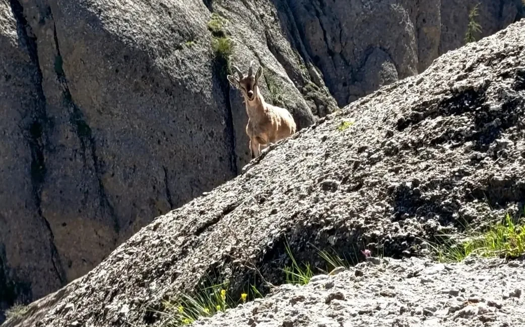 Kahramanmaraş'ın Andırın ilçesi, eşsiz doğası ve yaban hayatıyla bir kez