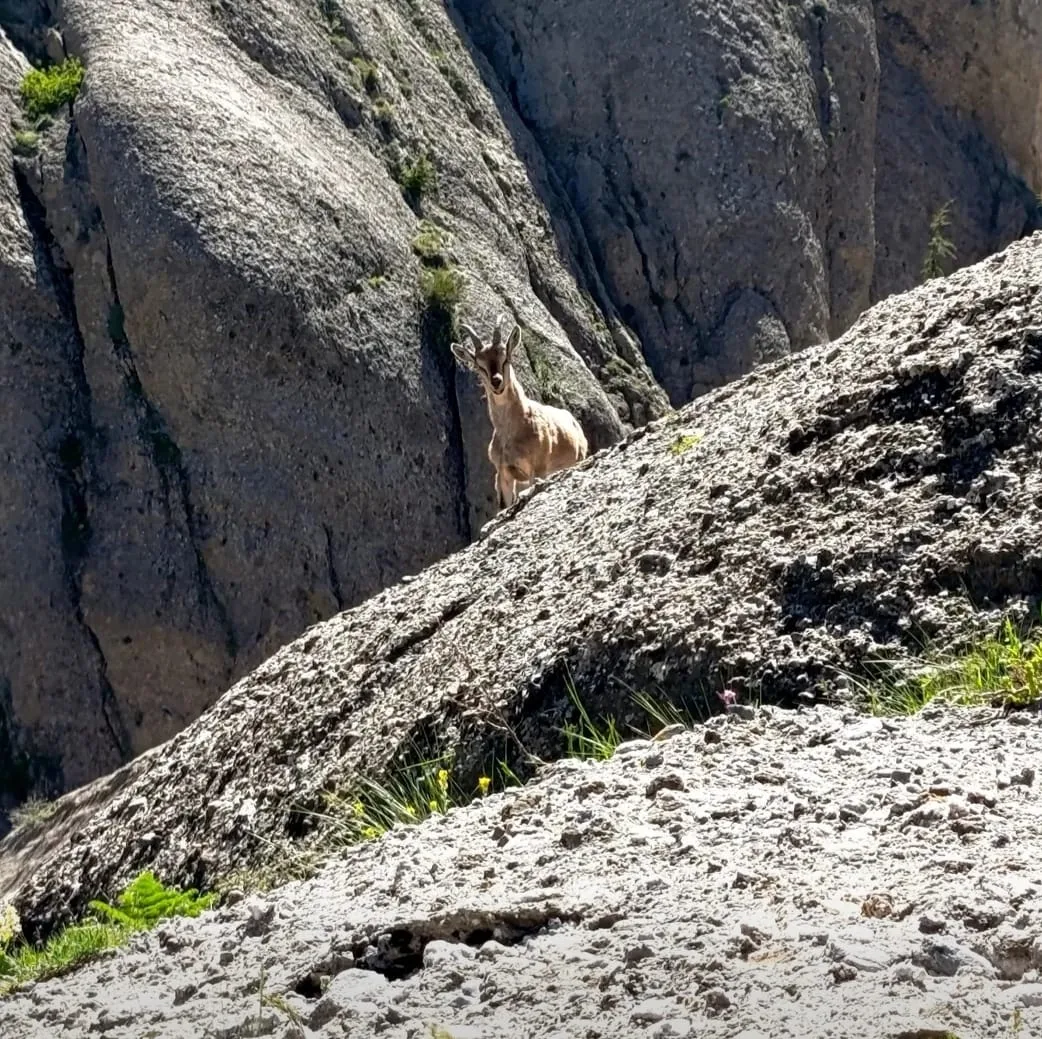 Andırın Dağlarında Sürpriz Karşılaşma: Dağ Keçisi Kameralara Yansıdı! Andırın Dağlarında Sürpriz Karşılaşma: Dağ Keçisi Kameralara Yansıdı!