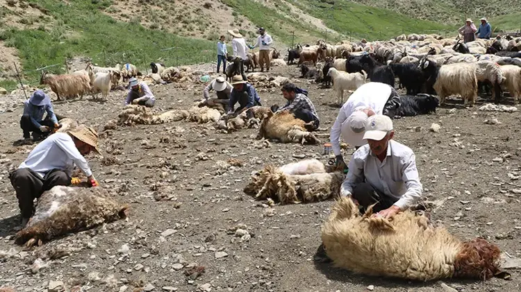 Kahramanmaraş’ın Dulkadiroğlu ilçesine bağlı Ağabeyli Yaylası, unutulmaya yüz tutmuş bir