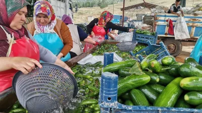 Kahramanmaraş’ın verimli topraklarında üreticilerin hummalı çalışması meyvelerini vermeye başladı. Kentin