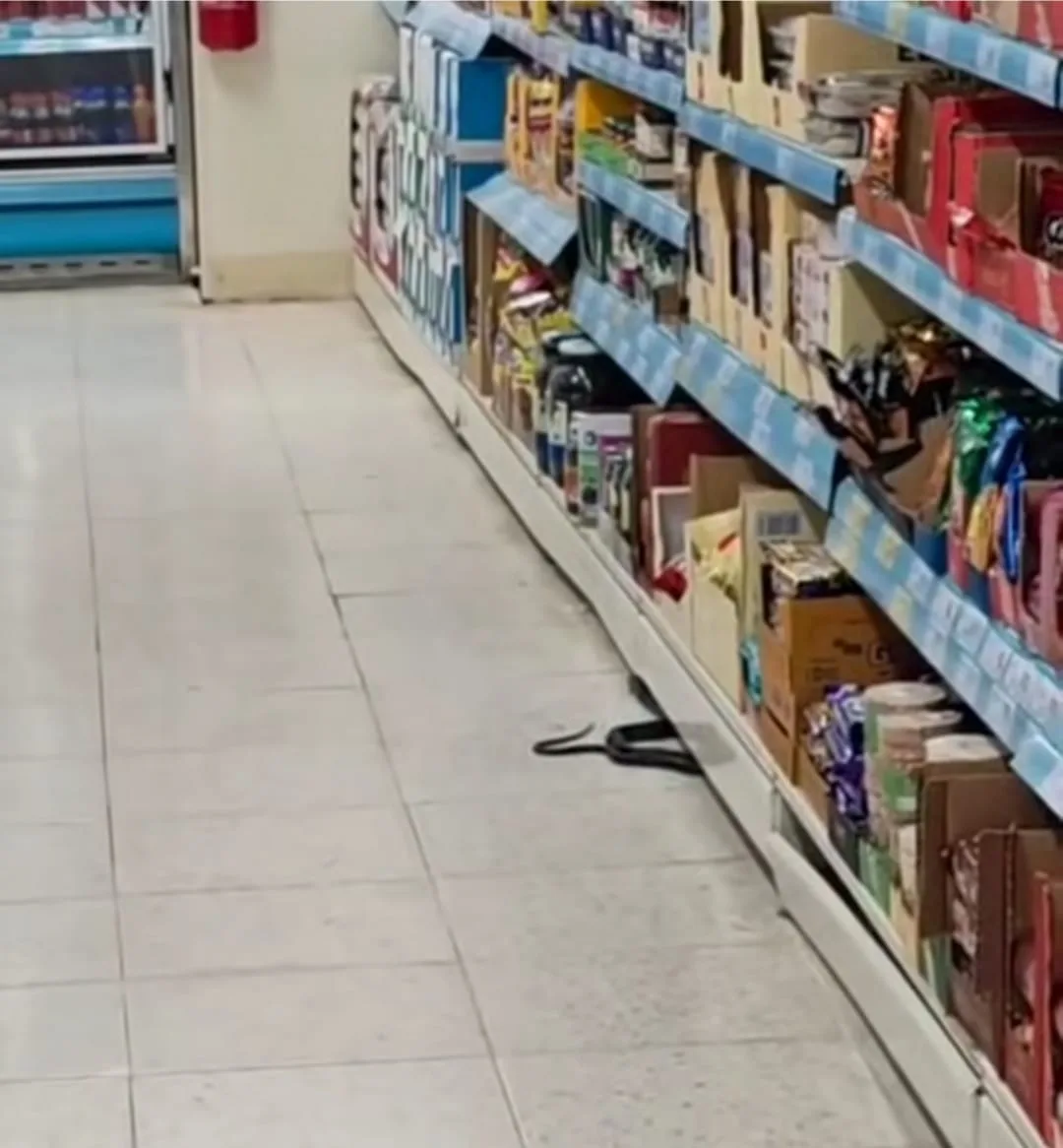 Markette davetsiz misafir: Andırın’da karayılan paniği!