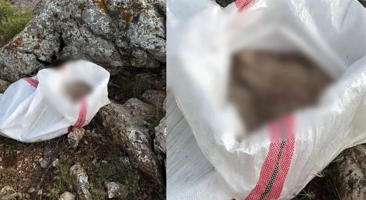 Kahramanmaraş’ın Elbistan ilçesinde yürekleri sızlatan bir tablo gün yüzüne çıktı.
