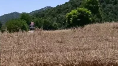 Kahramanmaraş’ın Andırın ilçesinde hasat sezonunun heyecanı yaşanırken, doğanın en zarif