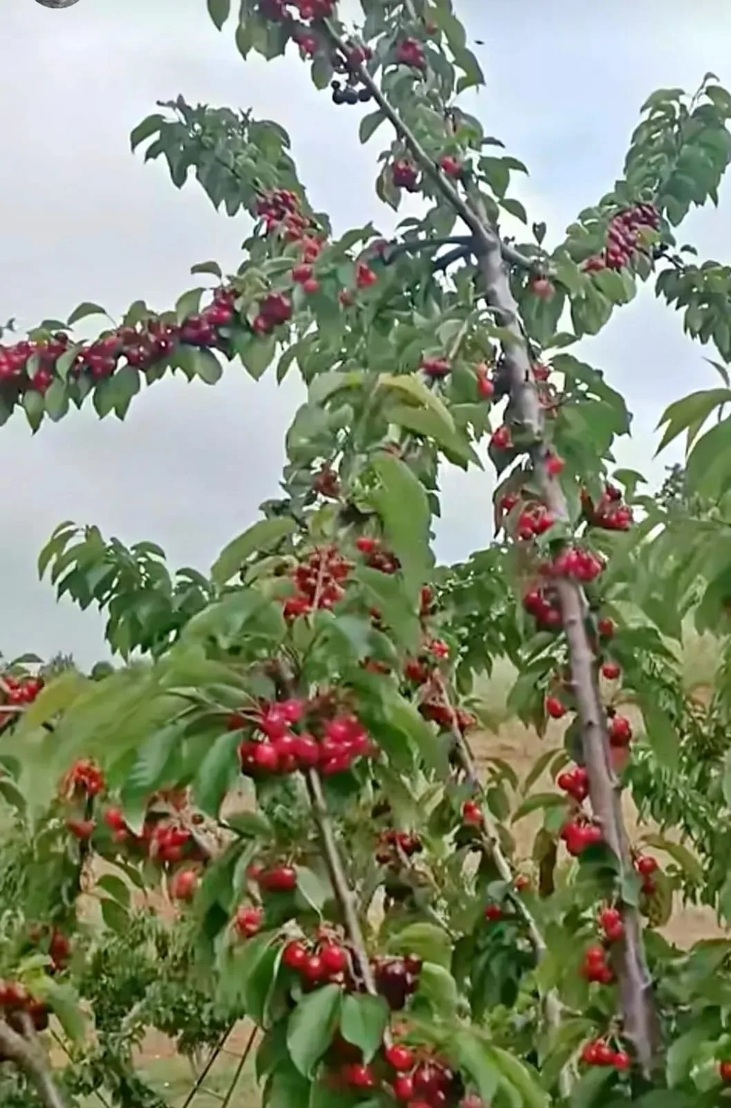 Andırın'da Kiraz Hasadı Başladı: Meşhur Lezzet Tezgahlarda!