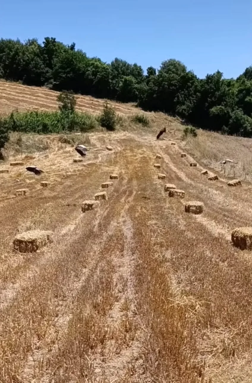 Andırın Tarlalarında Bereket Şöleni: Hasadın Ardından Leylek Akını!