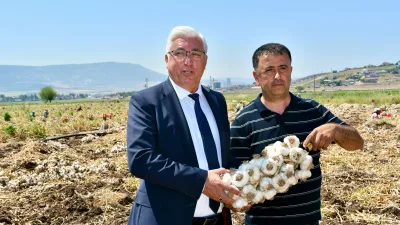 Kahramanmaraş’ın Pazarcık ilçesinde, bölgenin en önemli tarımsal değerlerinden biri olan