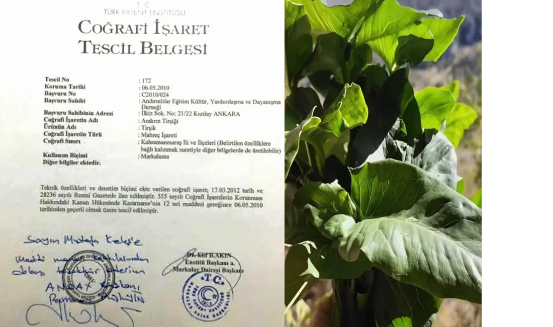 Kış aylarında Çukurova ve Doğu Akdeniz’in dağlarında, kayalık diplerinde kendiliğinden