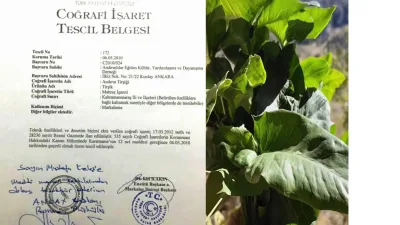 Kış aylarında Çukurova ve Doğu Akdeniz’in dağlarında, kayalık diplerinde kendiliğinden