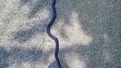 Kahramanmaraş’ın Andırın ilçesinde kırsal alanda ortaya çıkan yaklaşık 2,5 metre