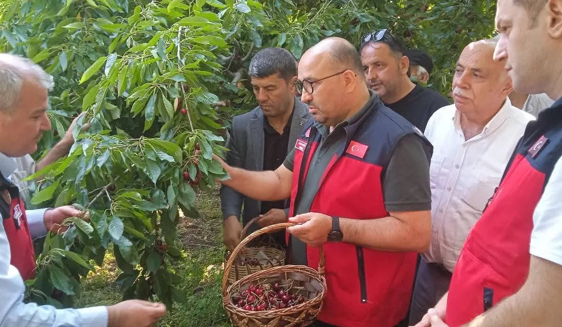 Kahramanmaraş’ın Andırın ilçesine bağlı dünyaca ünlü kirazıyla tanınan Çığşar Mahallesi,