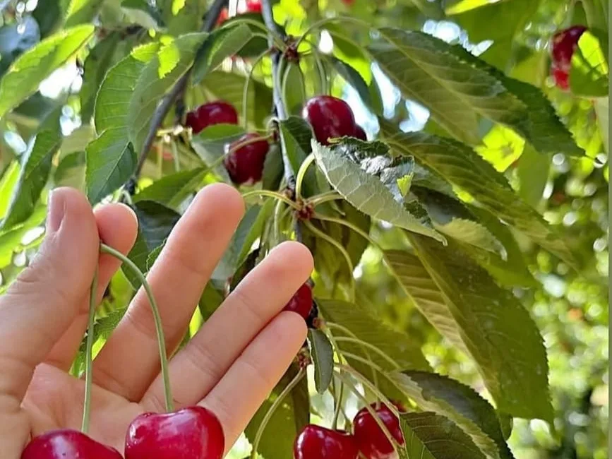 Kahramanmaraş’ın Andırın ilçesinde yüksek rakımı ve kendine has aromasıyla dünyaya