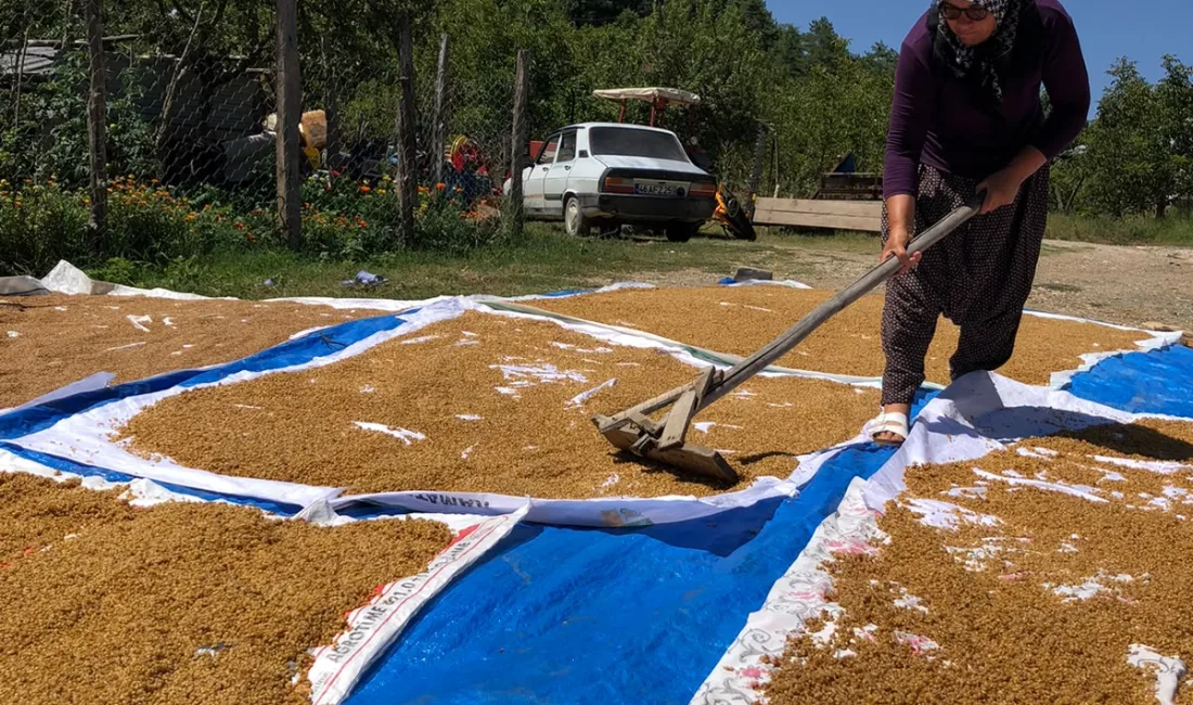 Kahramanmaraş'ın Andırın İlçesi Akifiye Mahallesi'nde yazın gelişiyle birlikte tarlalarda başlayan