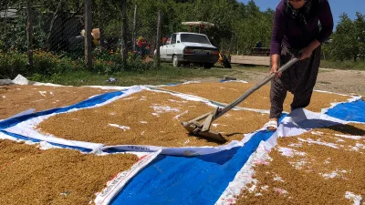 Kahramanmaraş'ın Andırın İlçesi Akifiye Mahallesi'nde yazın gelişiyle birlikte tarlalarda başlayan