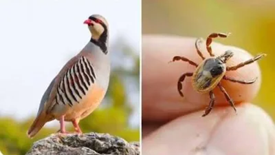 Tarım ve Orman Bakanlığı tarafından yürütülen yaban hayatını destekleme çalışmaları