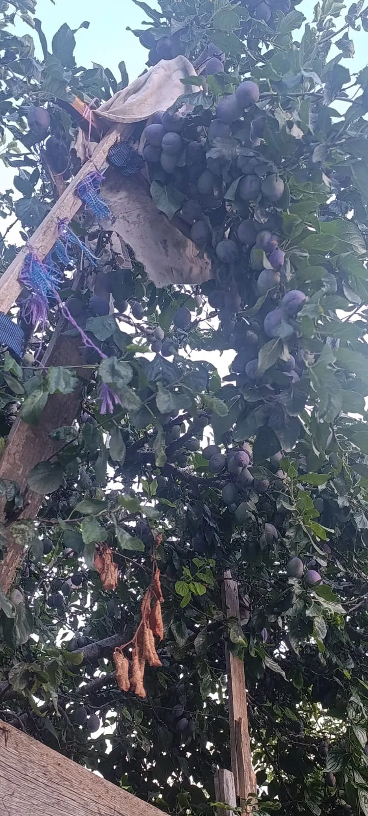 Andırın’da bereket fışkırıyor: mürdüm eriğinde rekor beklenti!