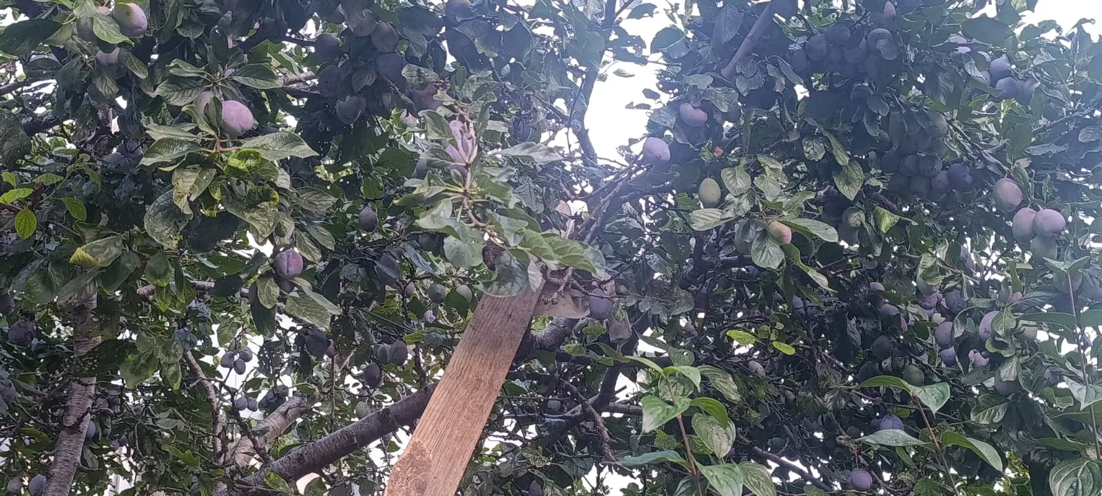 Andırın’da Bereket Fışkırıyor: Mürdüm Eriğinde Rekor Beklenti!