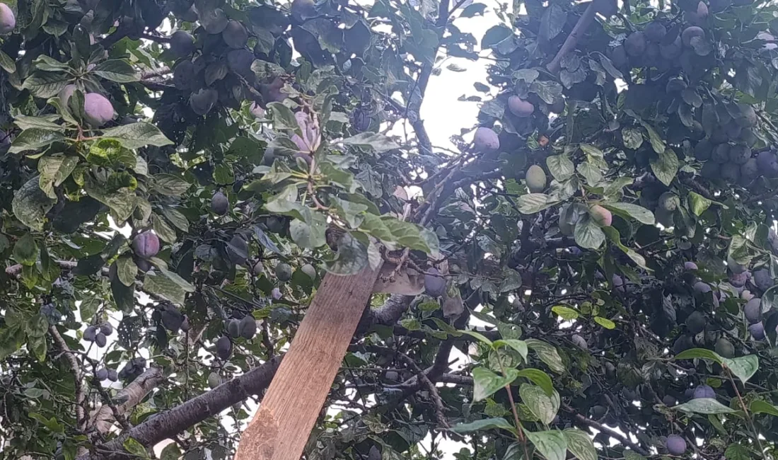 Envai çeşit meyve ve sebzenin yetiştiği Andırın’da Mürdüm Eriği için