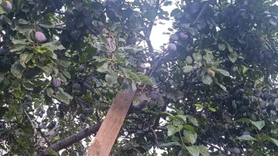 Envai çeşit meyve ve sebzenin yetiştiği Andırın’da Mürdüm Eriği için