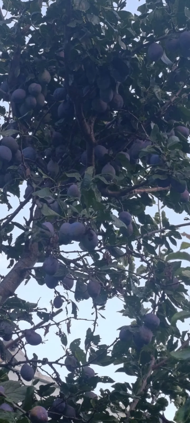 Andırın’da bereket fışkırıyor: mürdüm eriğinde rekor beklenti!