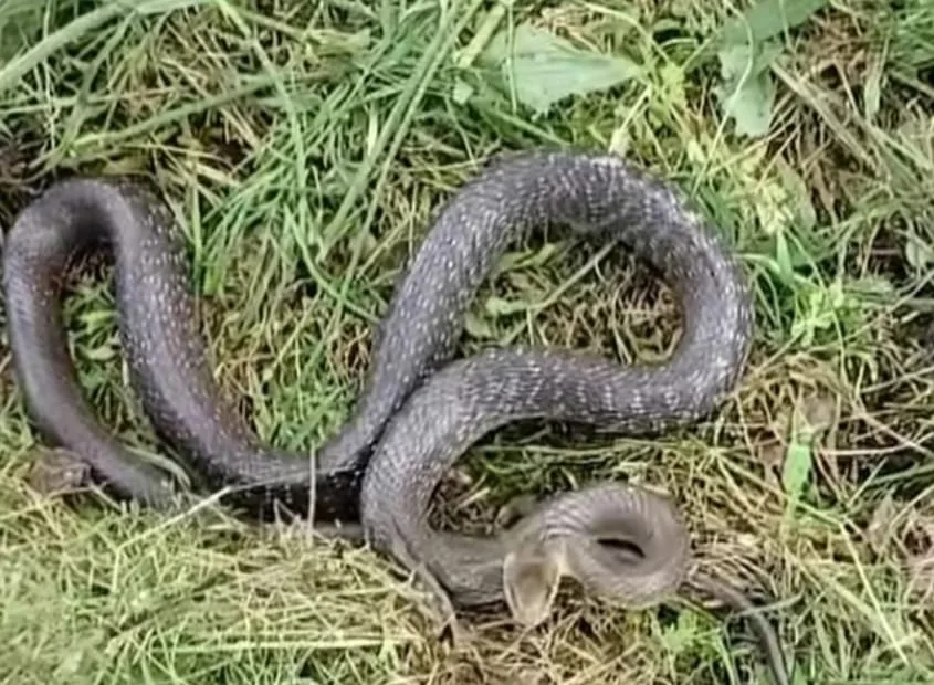 Andırın’da Dev Yılan Paniği!