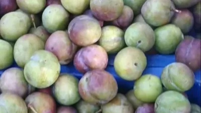 Kahramanmaraş’ın Andırın ilçesinde yaz mevsiminin sevilen lezzetlerinden biri olan ve
