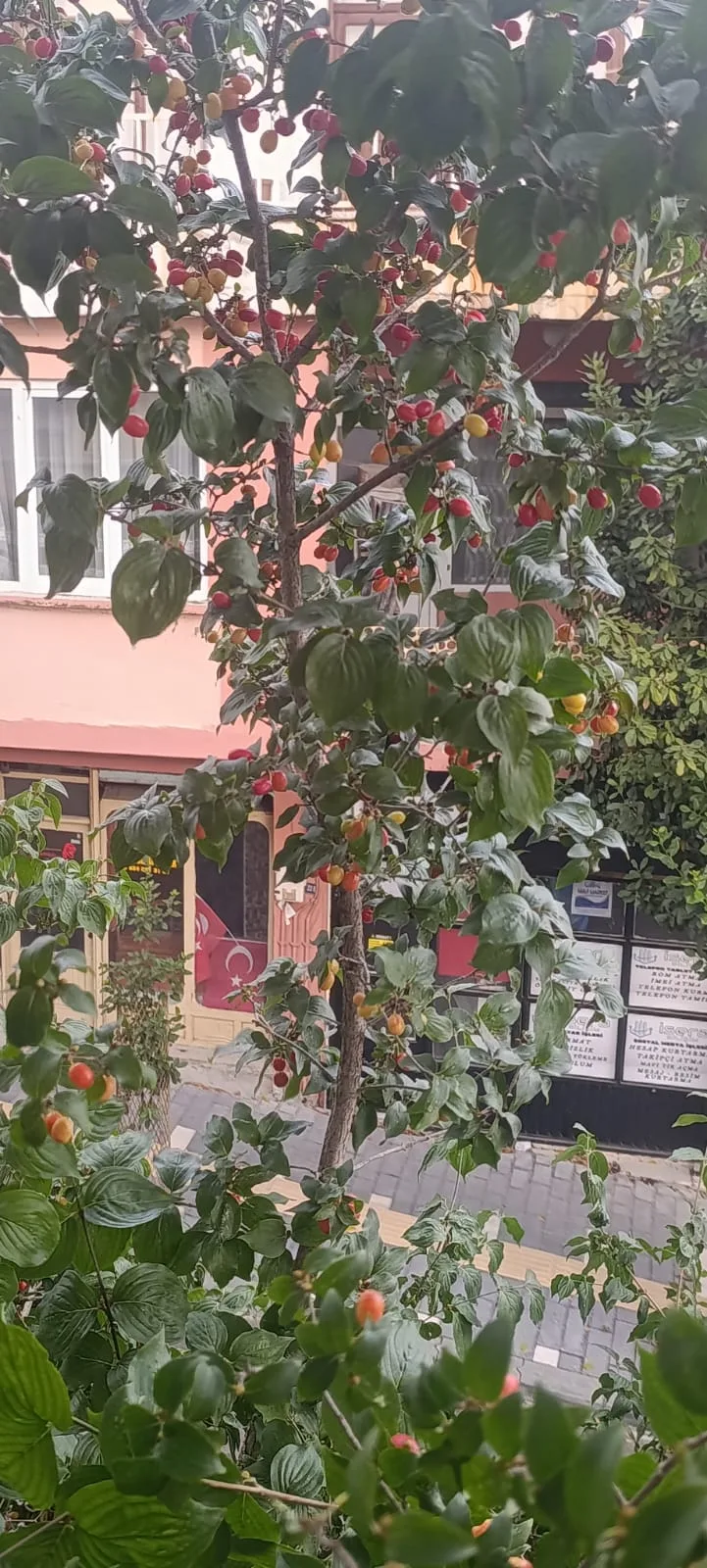 Andırın’da şifa kaynağı kızılcıklar olgunlaşmaya başladı