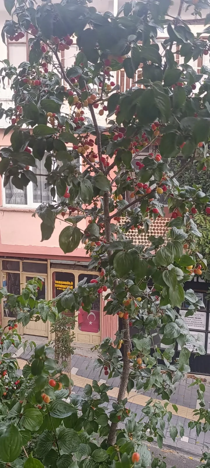 Andırın’da şifa kaynağı kızılcıklar olgunlaşmaya başladı