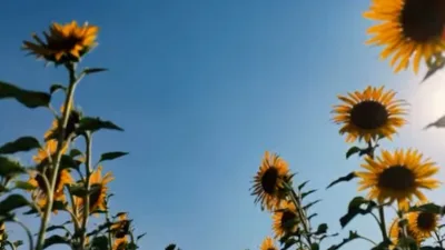 Kahramanmaraş İl Tarım ve Orman Müdürü Ramazan Bilir, Andırın ilçesine