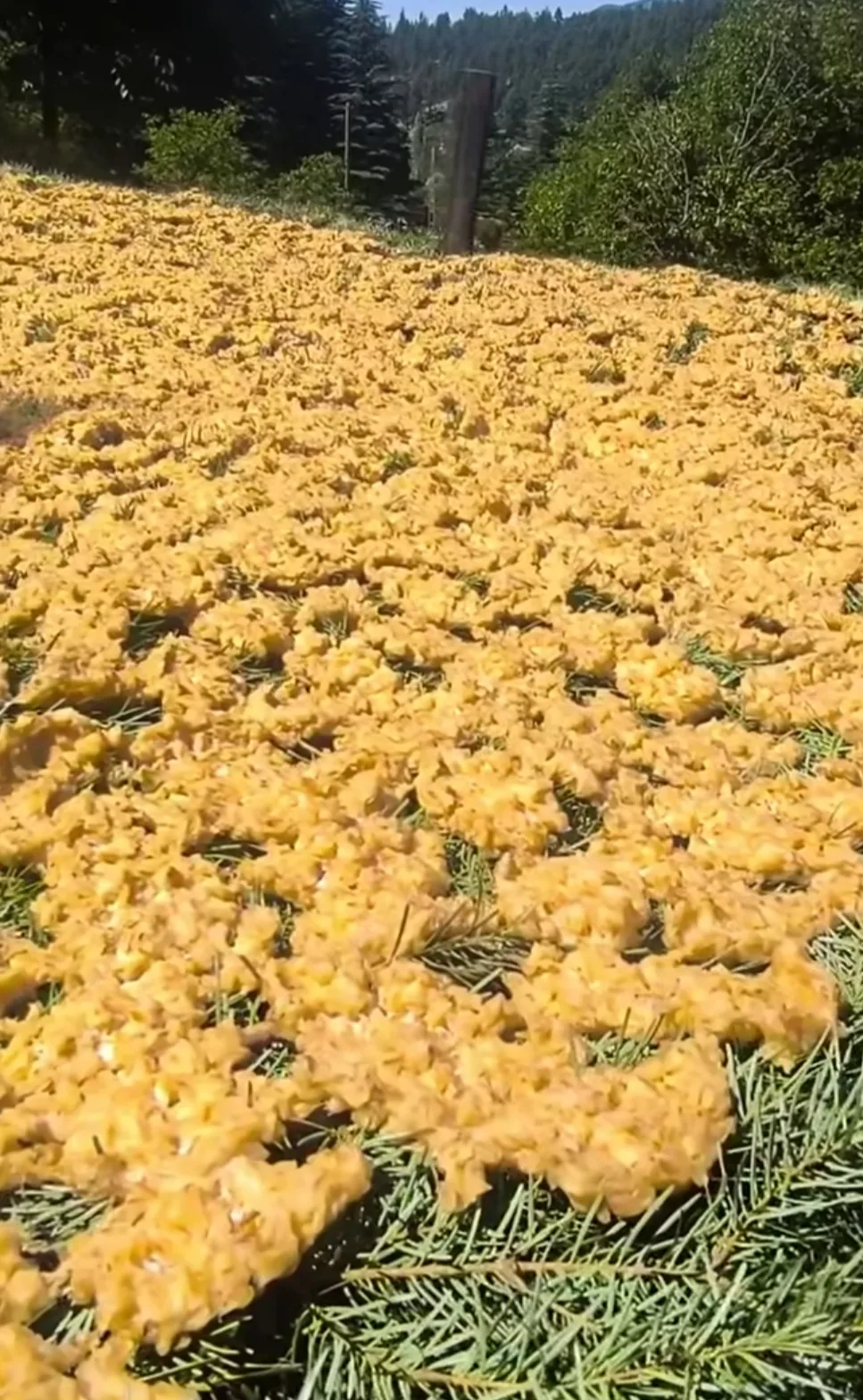 Andırın Çığşar’da Geleneksel Tarhana Mesaisi