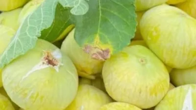 Kahramanmaraş’ın Andırın ilçesinde yaz mevsiminin en tatlı telaşı başladı. İlçenin