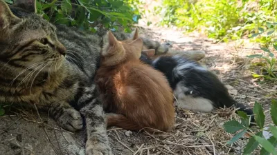 Kahramanmaraş’ın Andırın ilçesinde sokakta kaydedilen sevimli görüntüler görenlerin içini ısıttı.