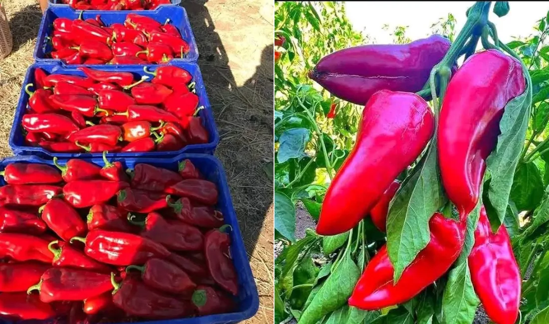 Andırın'da kış hazırlıklarının başlamasıyla birlikte geleneksel lezzetlerin yapımı da hız