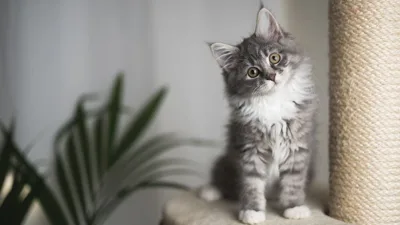 Kahramanmaraş’ta kedi besleyen ve kedilerle temas eden vatandaşlar dikkat! Kedi