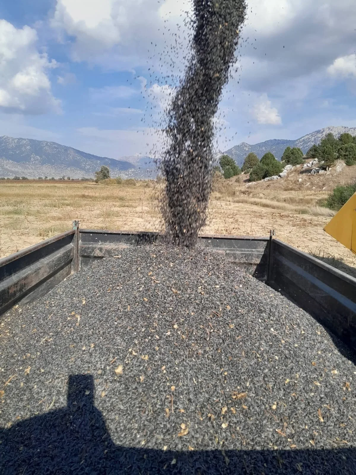 Altınyayla ovalarında sarı gelin coşkusu!