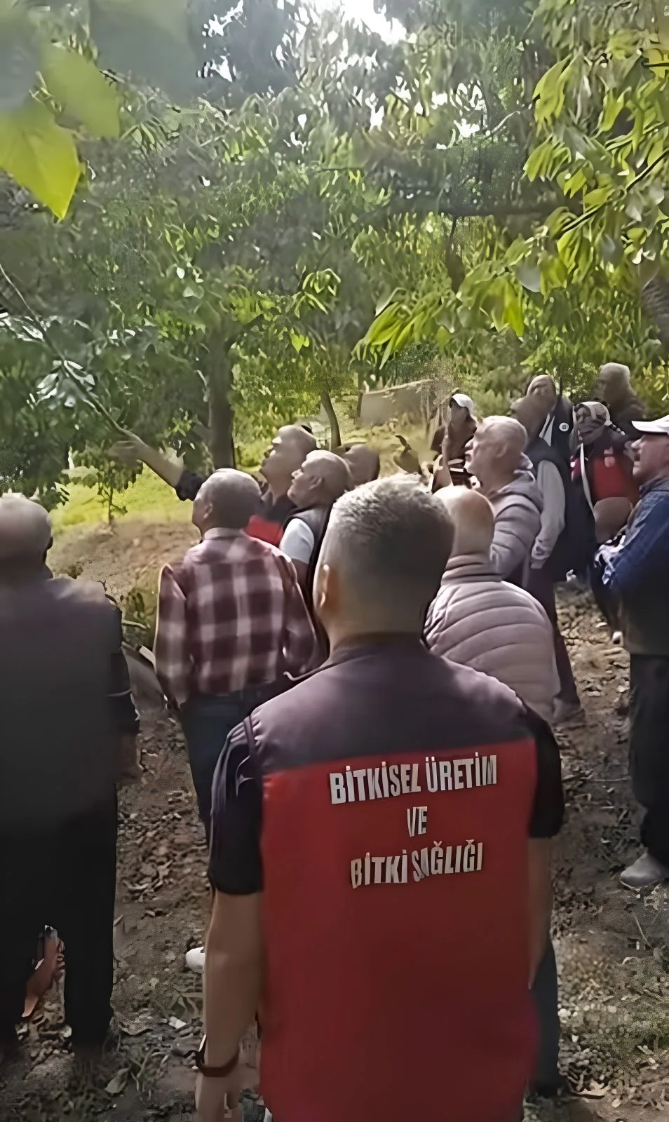 Andırın kirazında kalite seferberliği!
