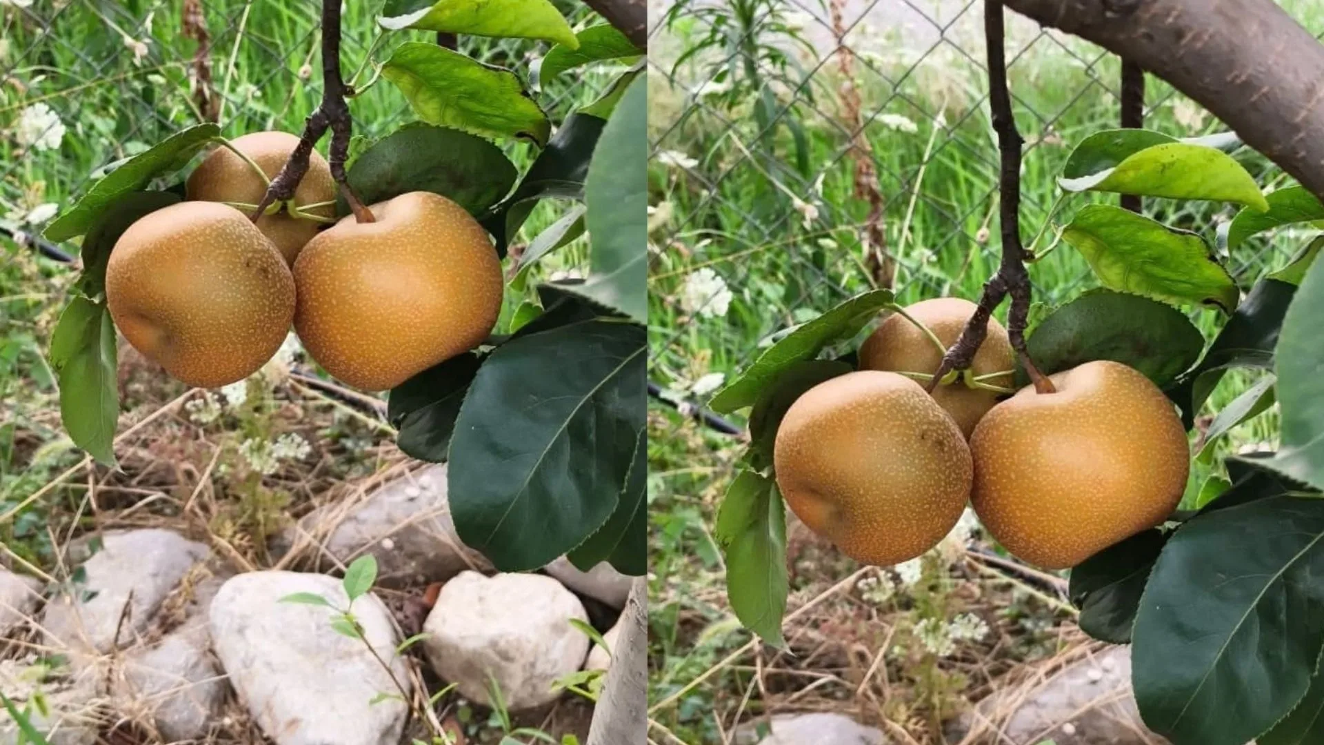 Andırın'da Bir İlk: Uyum Sağladı!