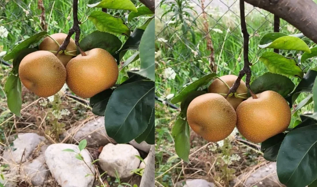 Andırın’da çiftçilik yapan bir vatandaş, Uzak Doğu’da kökenli meyveyi Andırın’da