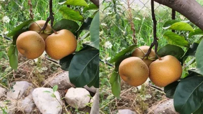 Andırın’da çiftçilik yapan bir vatandaş, Uzak Doğu’da kökenli meyveyi Andırın’da