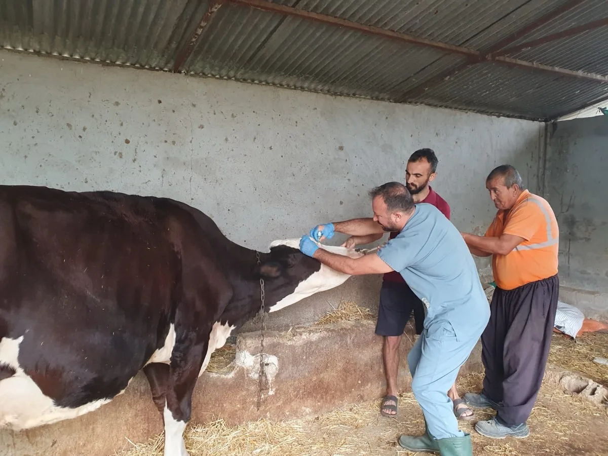 Andırın’da şap hastalığına karşı seferberlik!