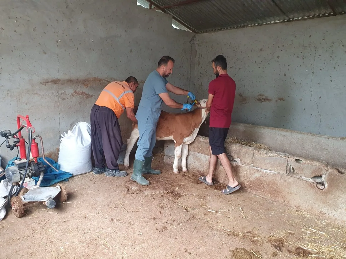 Andırın’da şap hastalığına karşı seferberlik!