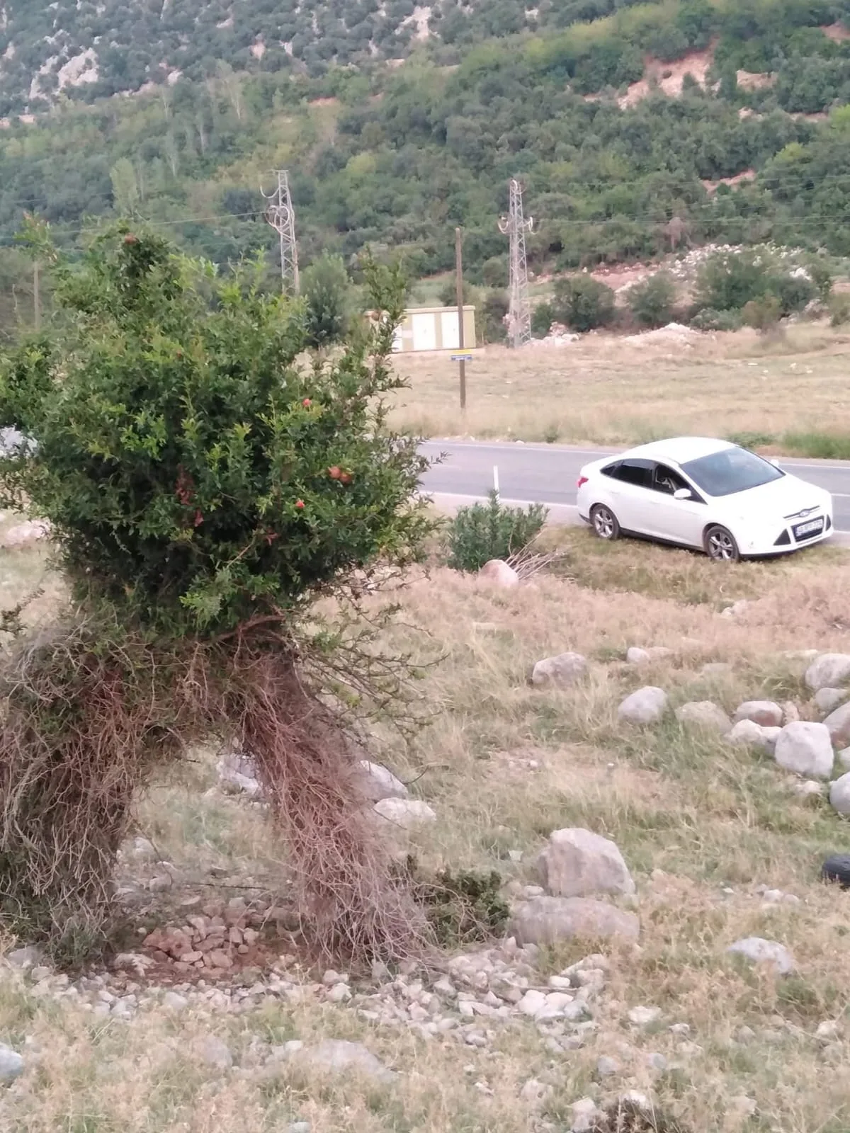 Kahramanmaraş’ın Andırın ilçesine bağlı Yeşilova bölgesinde yol kenarında bulunan sıra